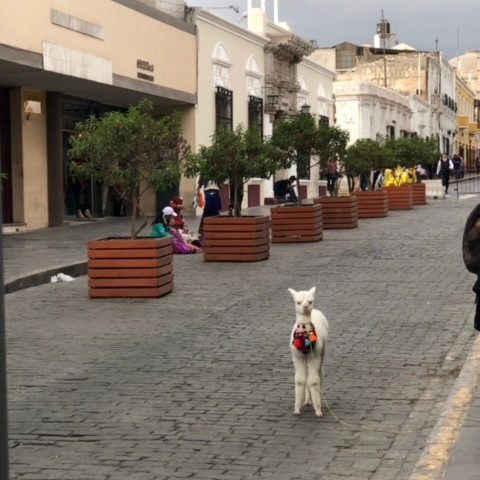 Alpaca walking down the street