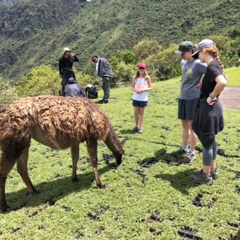 Llama eating grass at Machu Picchu